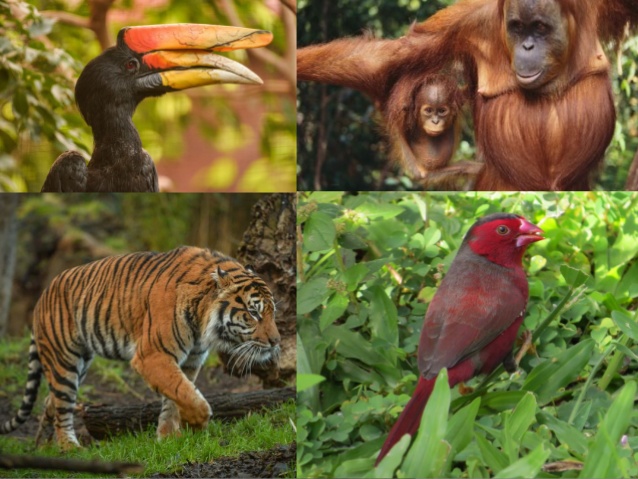 trópusi monszun állatai