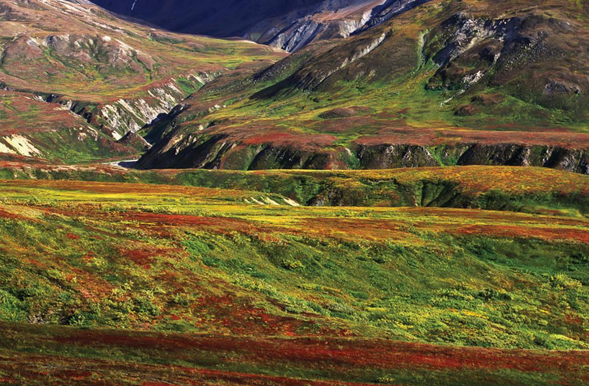 Ошибку для растительного покрова тундры характерно. Арктическая тундра. Холмистая тундра. Тундра пейзаж. Безлесные горные ландшафты.